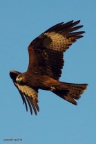 The powerful Black Kite, the sacred raptor of Isis