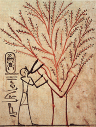 The Tree Goddess Isis nourishing Pharaoh Thutmose