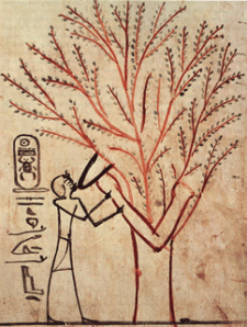 The Tree Goddess Isis nourishing Pharaoh Thutmose