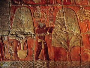 Myrrh trees being planted in an Egyptian garden