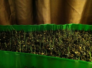 Here is His progress in the motel room on my way to Isis Oasis; yes, I carried it in and out of the motel...it was COLD at night!