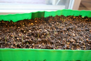 Here's when the "corn" is just starting to sprout