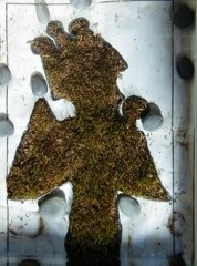 An overhead view of the same type of Corn Osiris