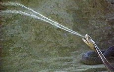 The Black-Necked Spitting Cobra spitting