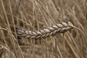 Emmer wheat