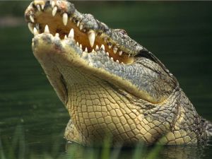 The impressive Nile crocodile