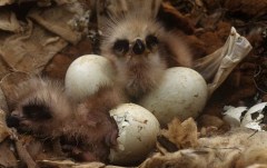 Black kite chicks hatching from their eggs; image © Jose Luis Gomez de Francisco / naturepl.com