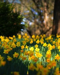 Spring! So many flowerbeds to weed...