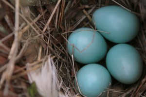 Beautiful Robin's egg blue eggs