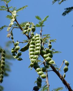 Acacia pods, very nutritious, make excellent fodder for all kinds of animals