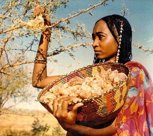 Young woman gathering gum acacia in Sudan