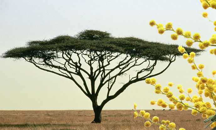 Isis & the Magic of Acacia  Isiopolis